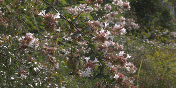 户外 野外 植物 自然 绿色 桂花 秋天叶子