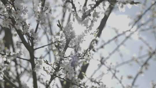树枝上盛开的白花