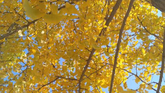 金黄唯美的阳光银杏树树叶