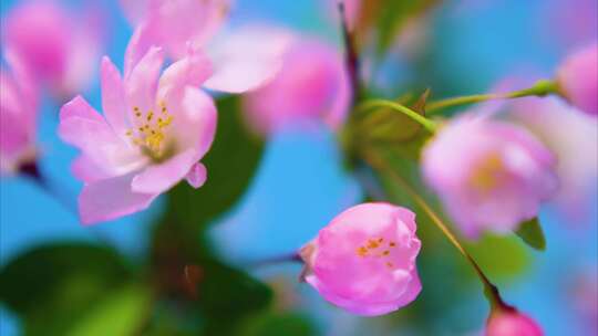 春天花朵樱花绽放视频素材模板下载