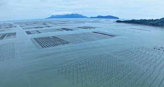 霞浦福建潮间带紫菜养殖0075