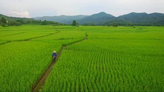 农民走在稻田种植园的航拍景色