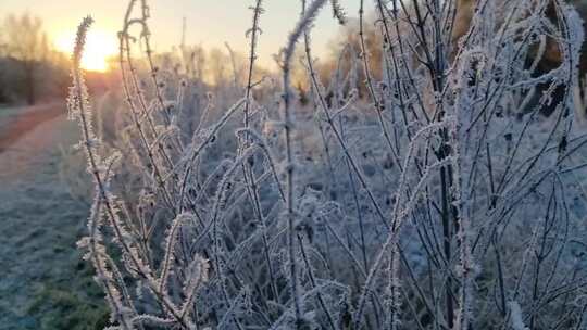 冬天日出草地上挂满冰霜