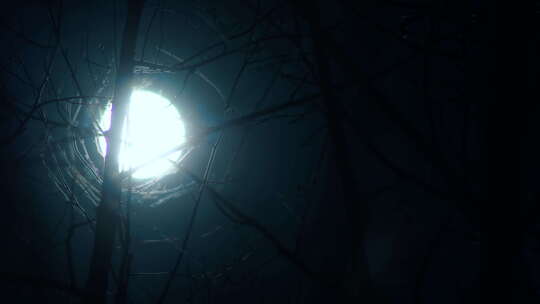 月光夜月枝灯森林树蓝