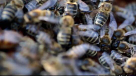 蜜蜂养殖蜂群实拍特写视频