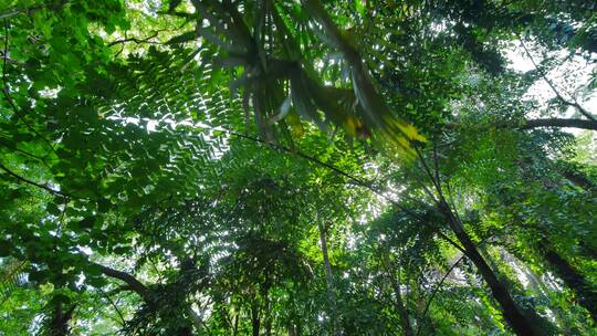 阳光明媚的热带雨林