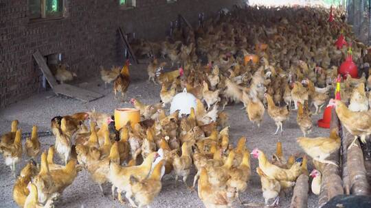 乡村生态养鸡场鸡群吃食视频素材模板下载