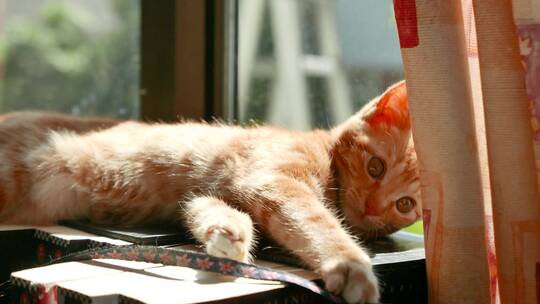 窗边书架上的猫咪在玩耍