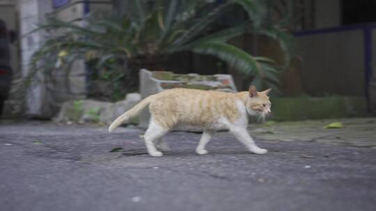 行走的流浪猫视频素材模板下载