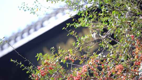 杭州西湖北山路望湖楼