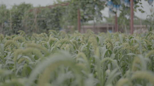 户外种植的大片绿色农作物