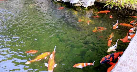 杭州径山寺许愿池锦鲤游泳慢镜头