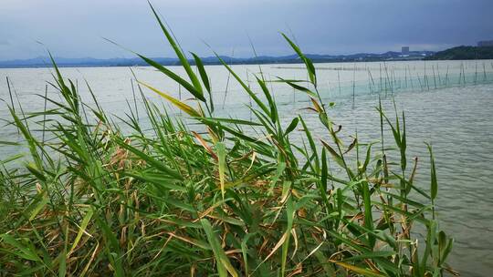 实拍湖面野草芦苇植物