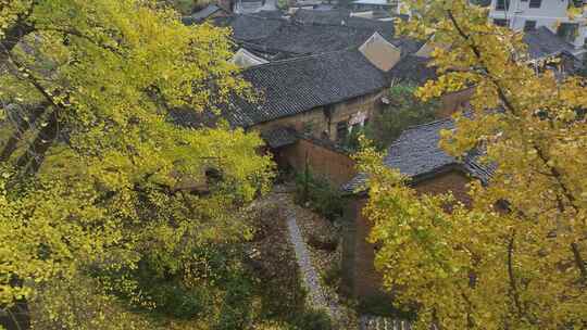 中国广西壮族自治区桂林市灵川县海洋乡银杏