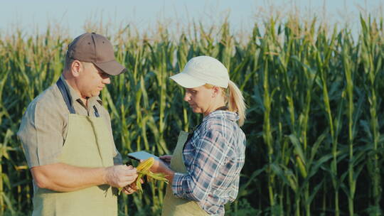 两个农民正在田间研究玉米穗