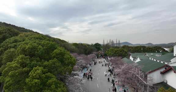 无锡鼋头渚樱花盛开满目樱花