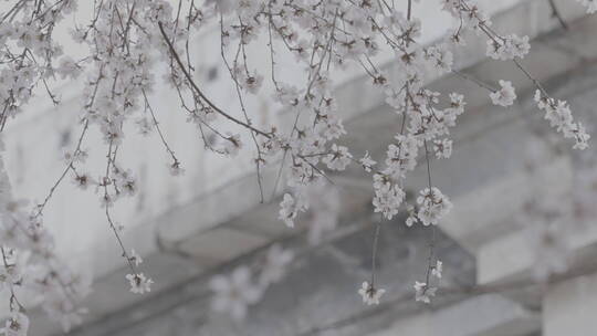 北京雪景 北京下雪