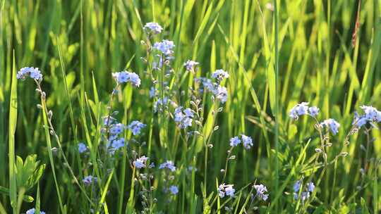 野生药用植物勿忘我视频素材模板下载