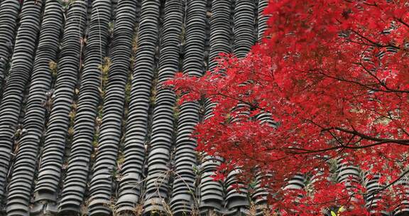 秋天阳光风吹火红枫叶古建筑局部特写