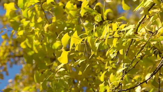 秋天金黄色的银杏树叶视频素材模板下载