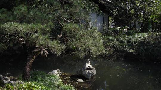 杭州西湖景区曲院风荷风景