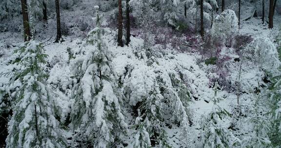 航拍雪压杜鹃（五月末杜鹃花开时普降瑞雪）