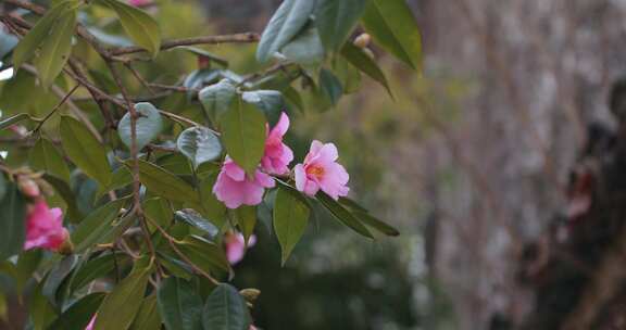 美丽粉色山茶花