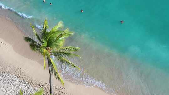 海边的椰子树沙滩大海