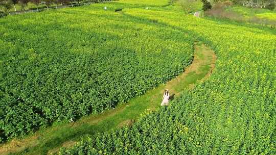 油菜花 旅游 体验 美女