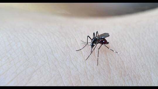 蚊子趴在人身上吸血