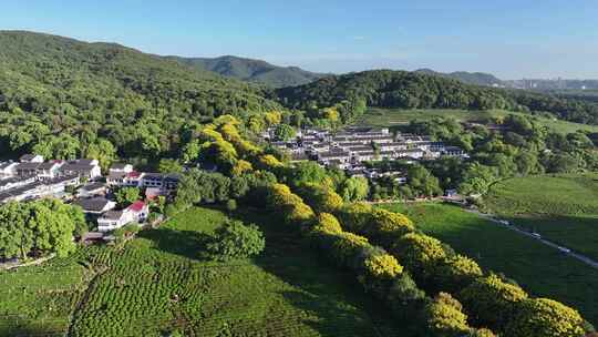 初秋峦树开花茶园