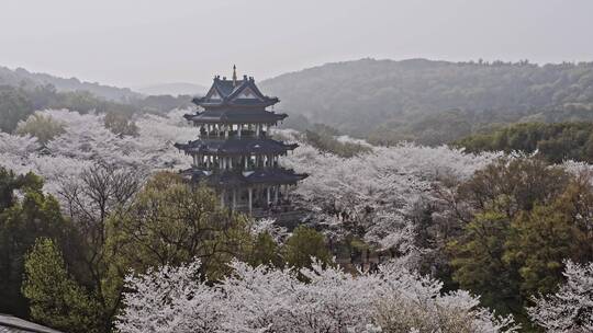 无锡鼋头渚樱花谷