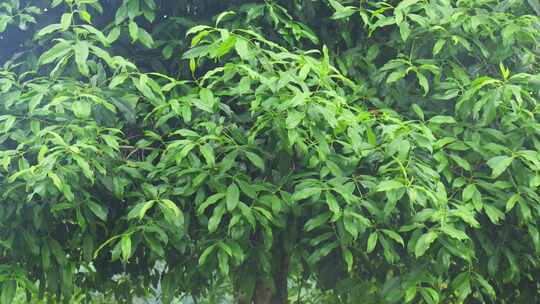 下雨天桂花树金桂八月桂花植物水滴升格