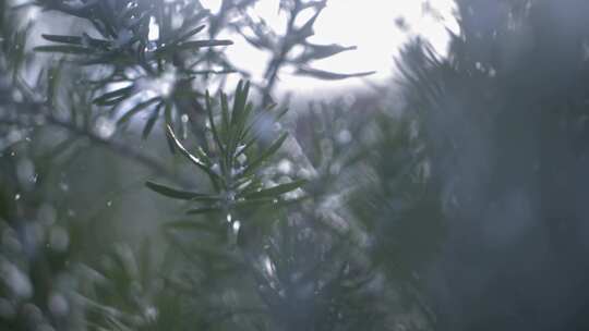 雪，雪花，迷迭香，植物