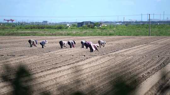 农民在田里播种种萝卜