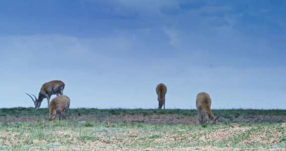 可可西里自然保护区 藏羚羊