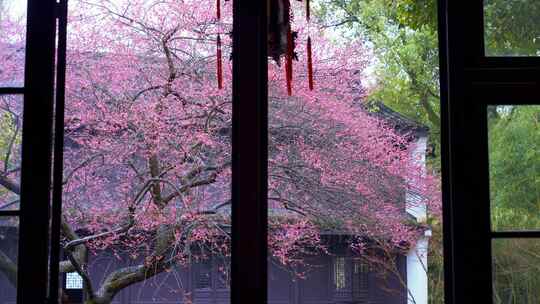 杭州西湖都锦生故居梅花风景