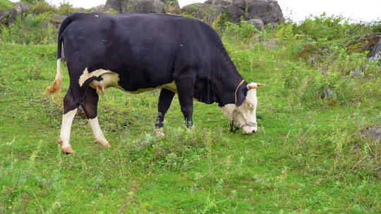 高原牧场奶牛吃草