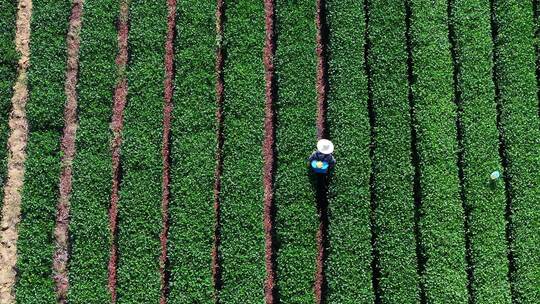 航拍农民茶园茶树打药喷药视频素材模板下载