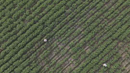 茉莉花田航拍(DJI AIR3 DLOG)