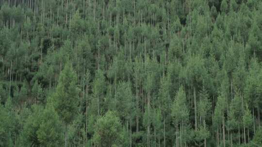 大森林树木茂密松树绿水青山复绿视频素材