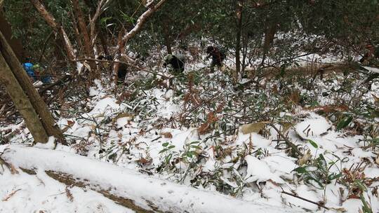 登山客脚步背影登顶山顶美景