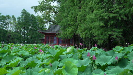 武汉东湖磨山景区盆景园荷花视频素材模板下载