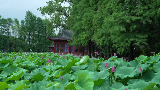 武汉东湖磨山景区盆景园荷花