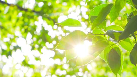 树叶漏光自然写意夏日阳光穿过树叶逆光树林