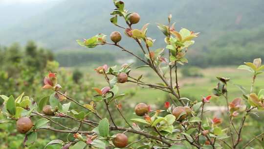 山茶树山茶花视频素材模板下载