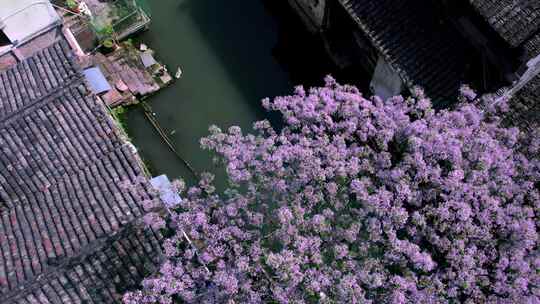 绍兴仓前直街苦楝花开