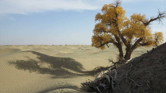 沙漠里的胡杨树户外