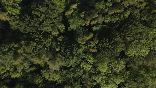 航拍的森林景观视频素材模板下载