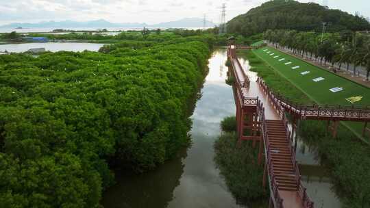 江门红树林 海边红树林 候鸟 栖息地航拍